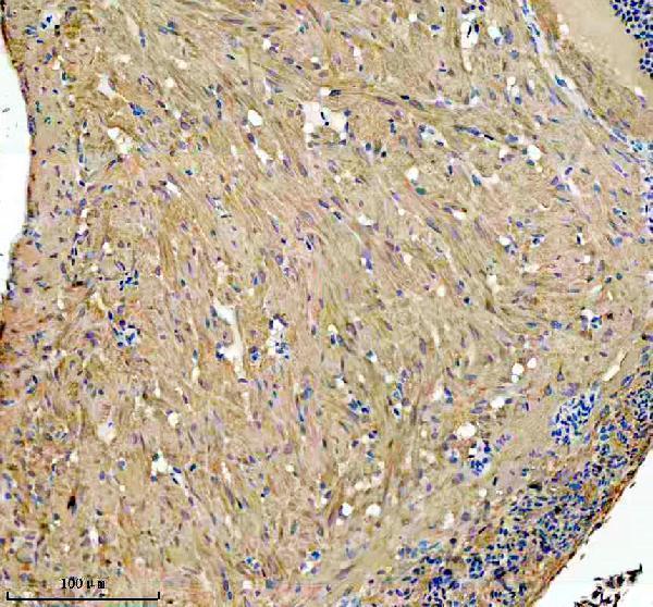 azq6nz29 glud1a b primary antibodies ihc testing 2