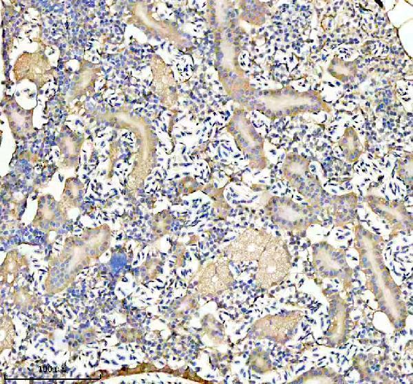 azq6nz29 glud1a b primary antibodies ihc testing 3