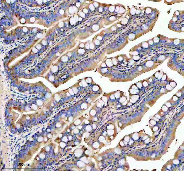 azq6nz29 glud1a b primary antibodies ihc testing 4