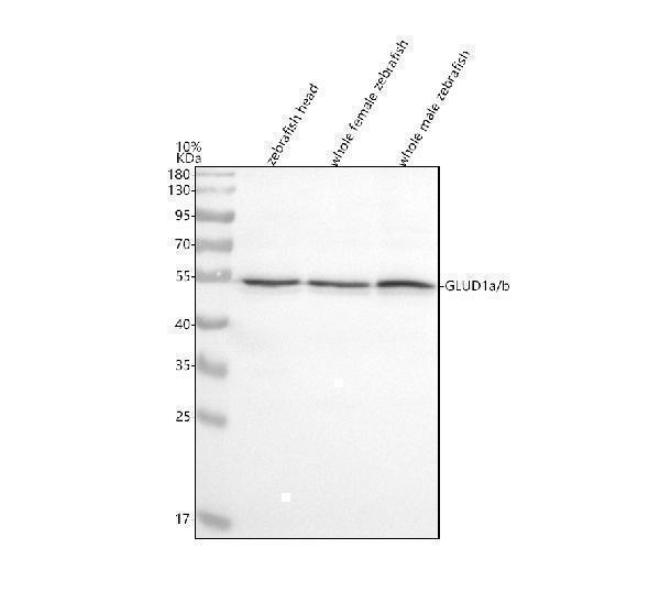 azq6nz29 glud1a b primary antibodies wb testing 1