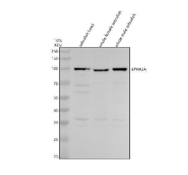 azq6nzs1 epha2a primary antibodies wb testing 1
