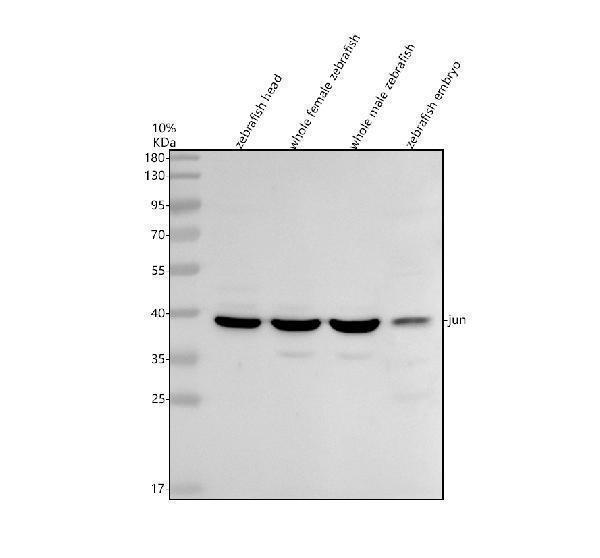 Western blot analysis of c-Jun/JUN using anti-c-Jun/JUN antibody (AZQ6NZT5)