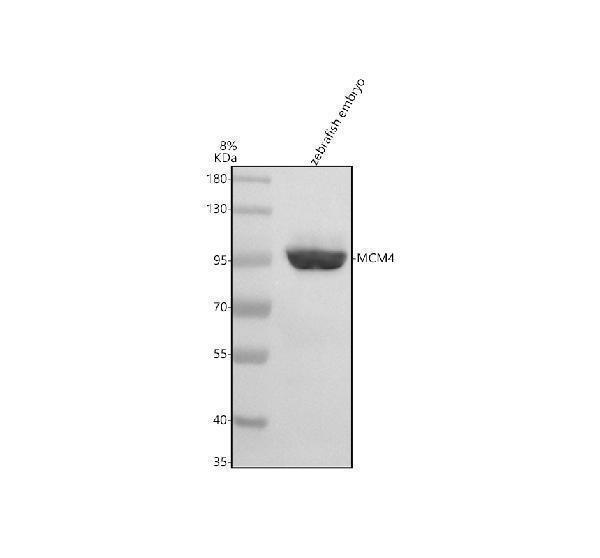  Western blot analysis of MCM4 using anti-MCM4 antibody (AZQ6NZV2)