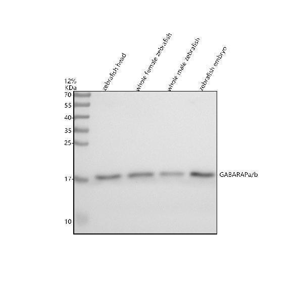azq6nzz7 gabarapa b primary antibodies wb testing 1