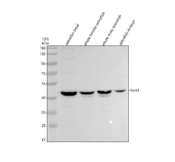 Western blot analysis of FOXA1 using anti-FOXA1 antibody (AZQ6P0C9)