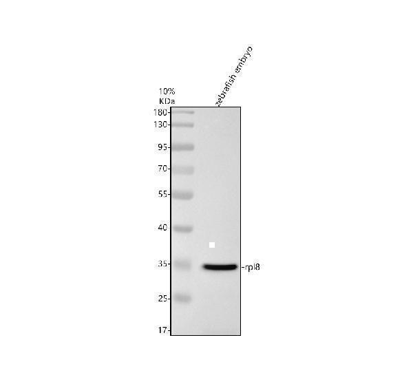 Western blot analysis of RPL8 using anti-RPL8 antibody (AZQ6P0V6)