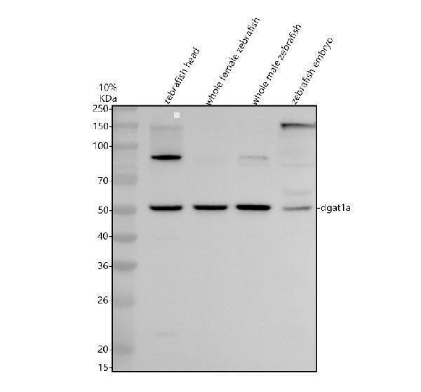 azq6p3j0 dgat1a primary antibodies wb testing 1