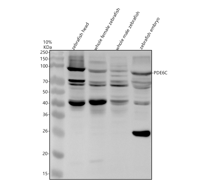 azq6p4p8 pde6c primary antibodies wb testing 1