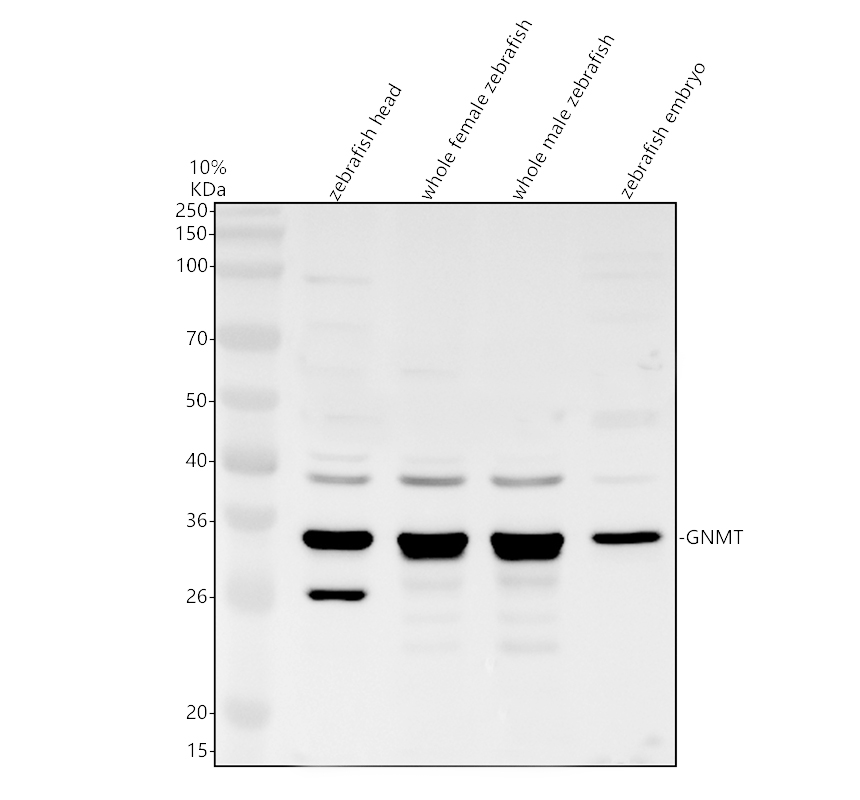 azq6p607 gnmt primary antibodies wb testing 1