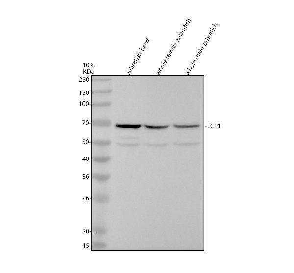Western blot analysis of LCP1 using anti-LCP1 antibody (AZQ6P698)