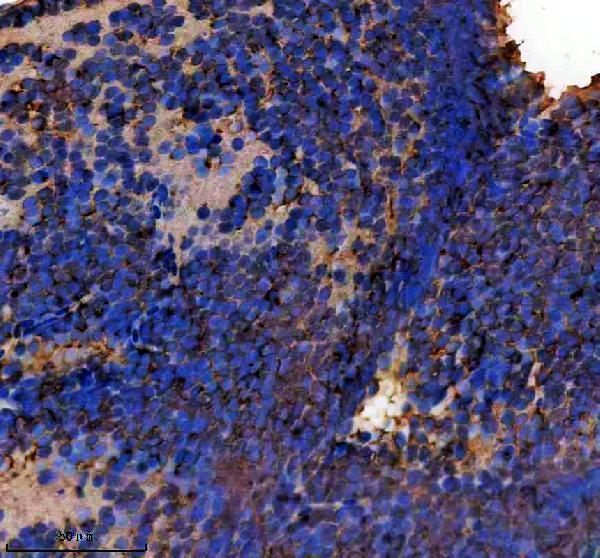 azq6p969 eef1a1a 1b primary antibodies ihc testing 1
