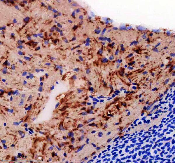 azq6p969 eef1a1a 1b primary antibodies ihc testing 2