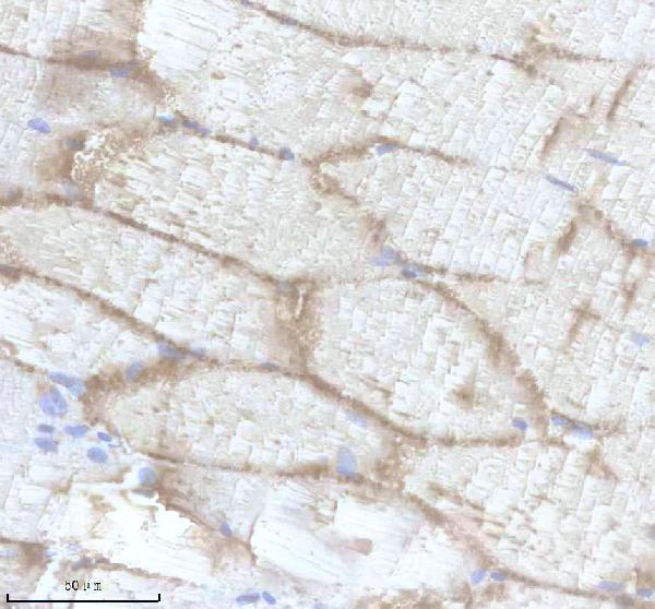 azq6p969 eef1a1a 1b primary antibodies ihc testing 3