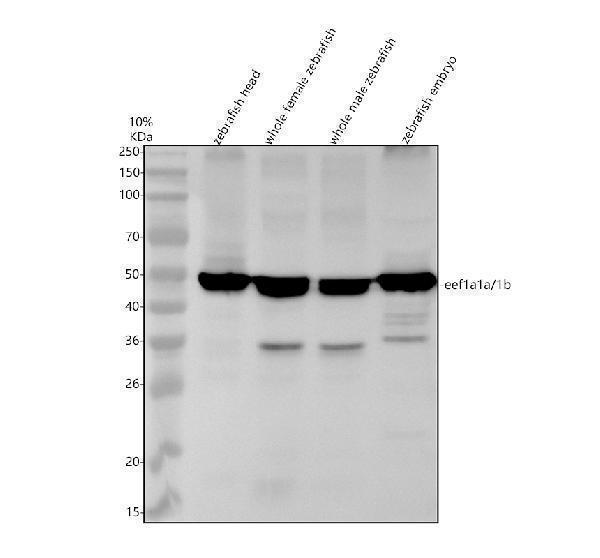 azq6p969 eef1a1a 1b primary antibodies wb testing 1