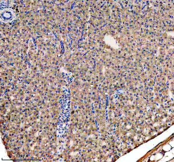 azq6pbp1 gnao1a primary antibodies ihc testing 4