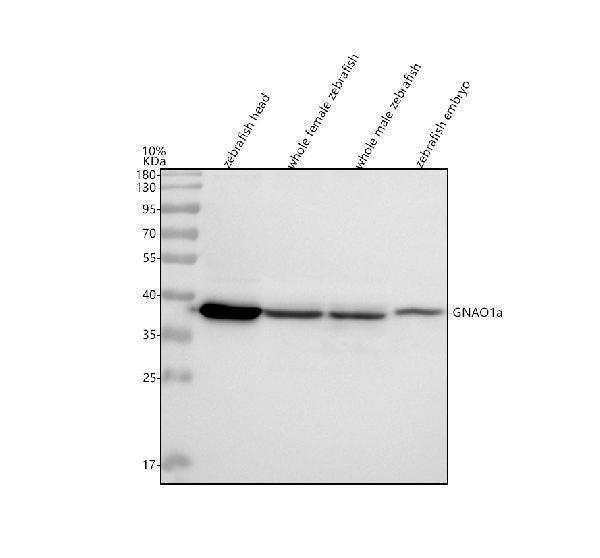 azq6pbp1 gnao1a primary antibodies wb testing 1