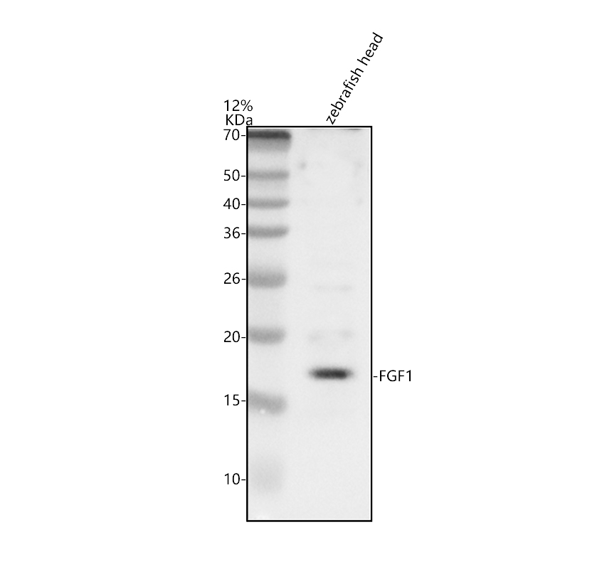 azq6pbt8 fgf1 primary antibodies wb testing 1