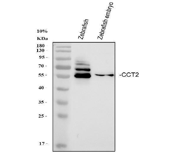  Western blot analysis of Zebrafish CCT2 using anti-Zebrafish CCT2 antibody (AZQ6PBW6)
