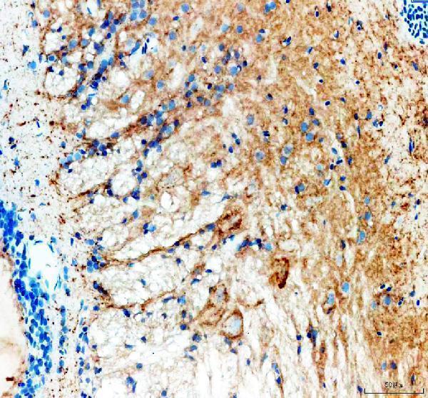 azq6pbx4 tph1a primary antibodies ihc testing 1