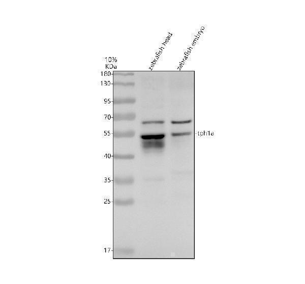 azq6pbx4 tph1a primary antibodies wb testing 1