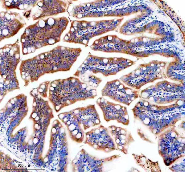azq6pc30 jab1 cops5 primary antibodies ihc testing 4