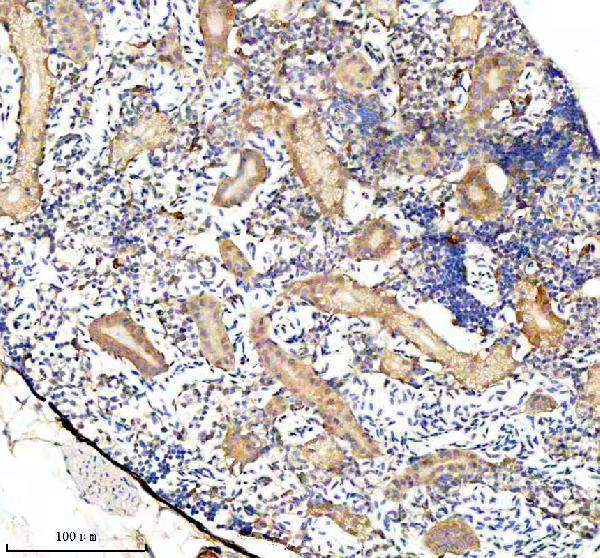 azq6pc30 jab1 cops5 primary antibodies ihc testing 5