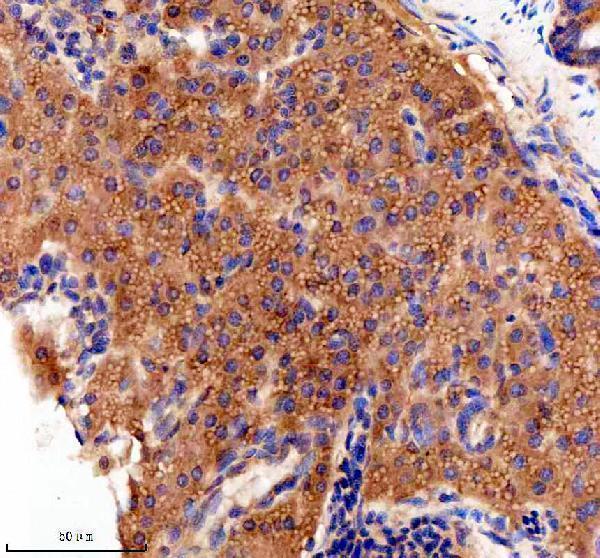 azq6pc30 jab1 cops5 primary antibodies ihc testing 6