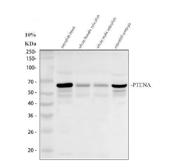 azq6pc66 ptena primary antibodies wb testing 1