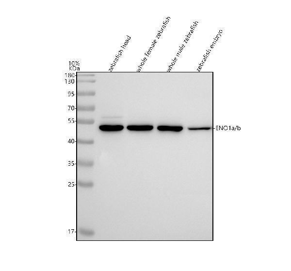azq6pc89 eno1a b primary antibodies wb testing 1
