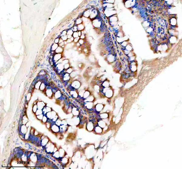 azq6pcr7 eif3a primary antibodies ihc testing 4