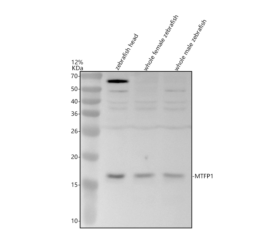 azq6pcs6 mtfp1 primary antibodies wb testing 1