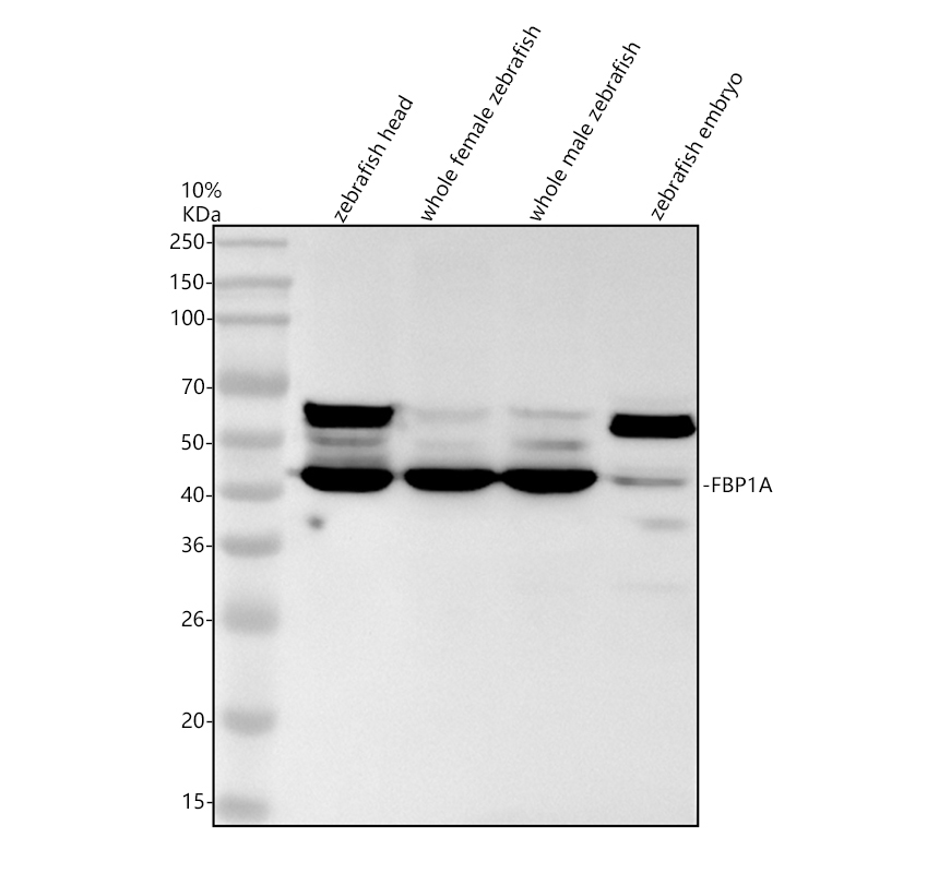 azq6pft1 fbp1a primary antibodies wb testing 1
