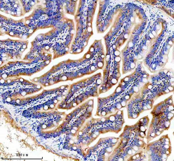 azq6ph06 crkl primary antibodies ihc testing 4