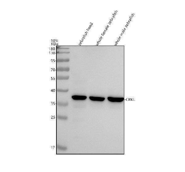  Western blot analysis of CRKL using anti-CRKL antibody (AZQ6PH06)