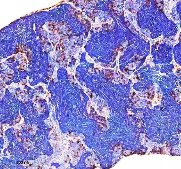 azq6ph46 cct4 primary antibodies ihc testing 4