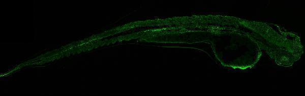 azq6ph57 gnb1 1b primary antibodies if testing 4