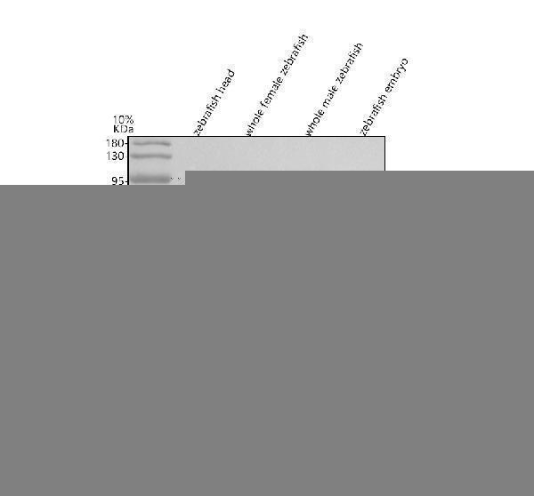 azq6ph57 gnb1 1b primary antibodies wb testing 1