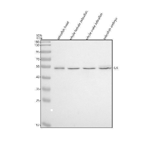  Western blot analysis of ILK using anti-ILK antibody (AZQ6PHD6)