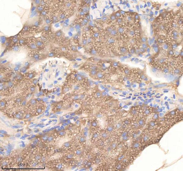 azq6phh3 pdcd10a b primary antibodies ihc testing 3