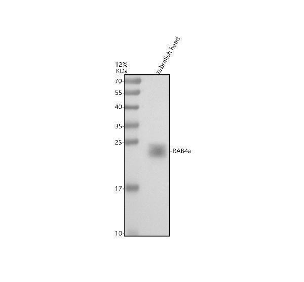 Western blot analysis of RAB4a using anti-RAB4a antibody (AZQ6PHI9)
