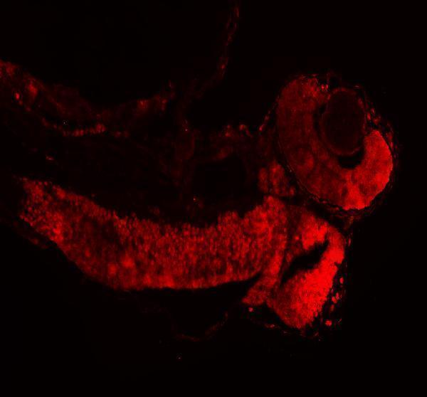 azq6pi20 histone h3 primary antibodies if testing 1