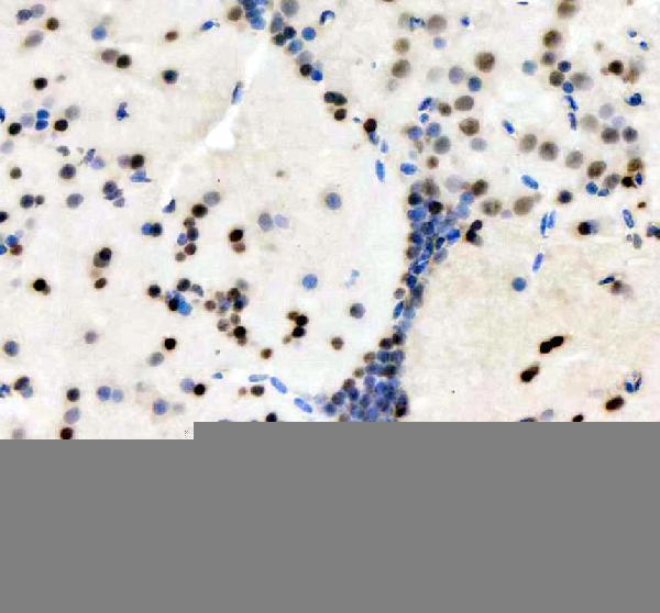 azq6pi20 histone h3 primary antibodies ihc testing 3