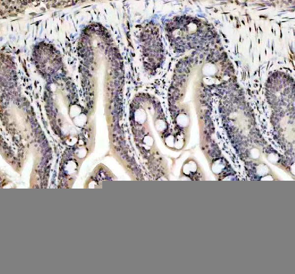 azq6pi20 histone h3 primary antibodies ihc testing 5