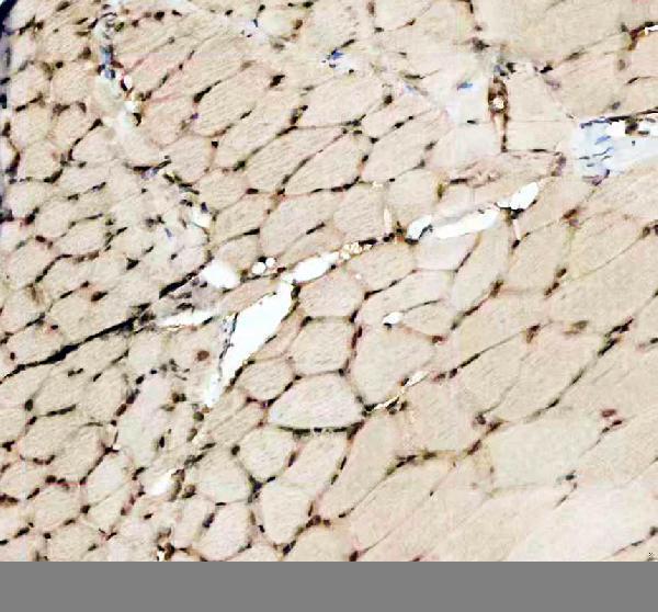 azq6pi20 histone h3 primary antibodies ihc testing 6