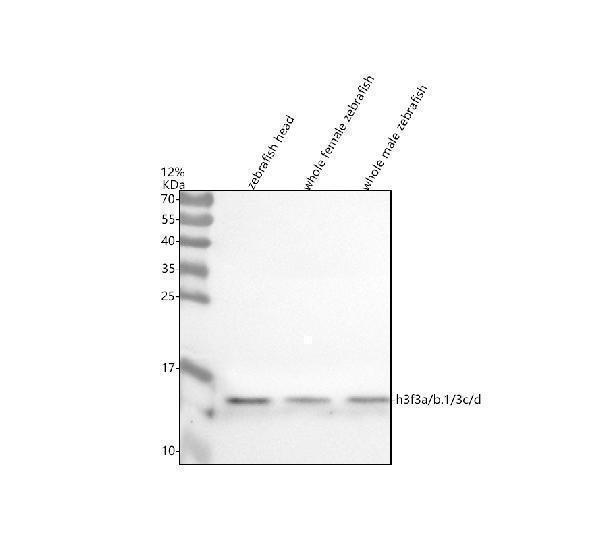 azq6pi20 histone h3 primary antibodies wb testing 2