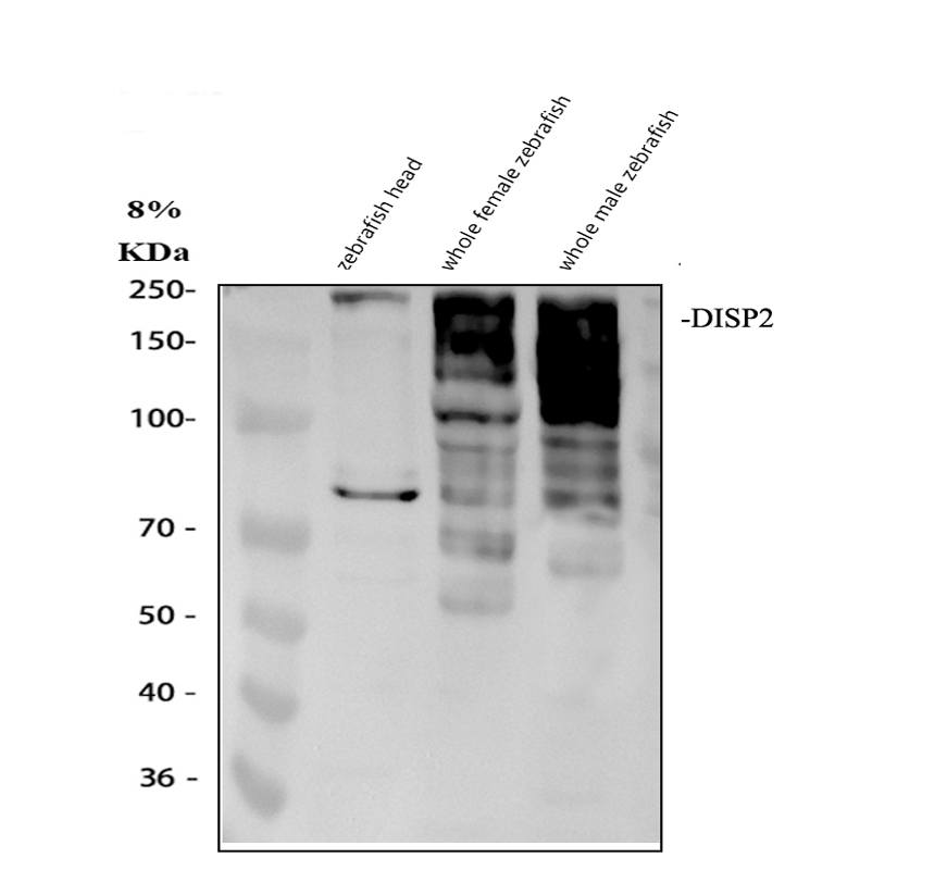 Western blot analysis of DISP2 using anti-DISP2 antibody (AZQ6R5J1)