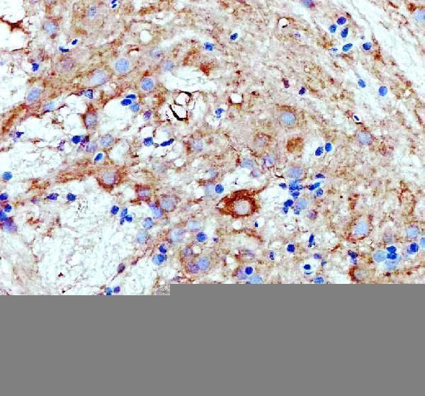 IHC analysis of LHB using anti-LHB antibody (AZQ6TCF5)