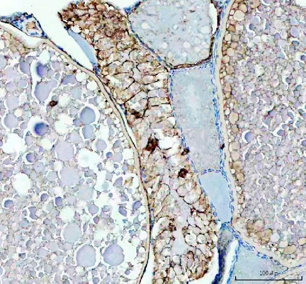IHC analysis of LHB using anti-LHB antibody (AZQ6TCF5)