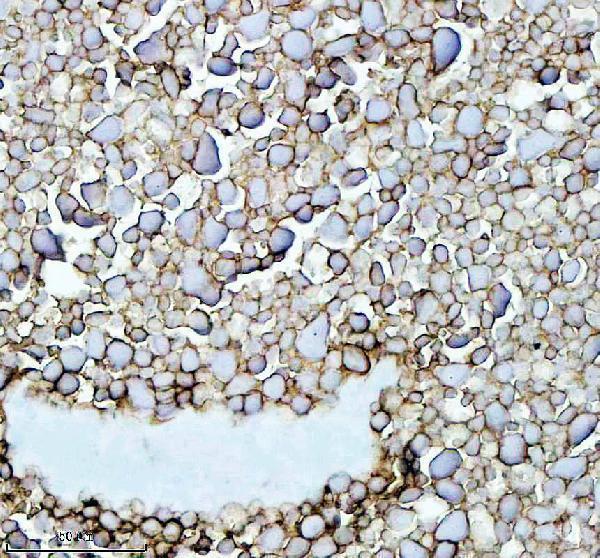 IHC analysis of FSHB using anti-FSHB antibody (AZQ6TCF7)