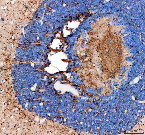 azq6tcf7 fshb primary antibodies ihc testing 4